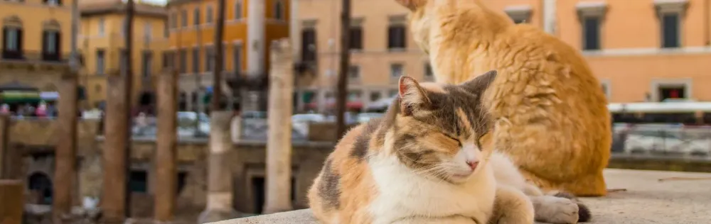 cats lounging at the Rome cat sanctuary